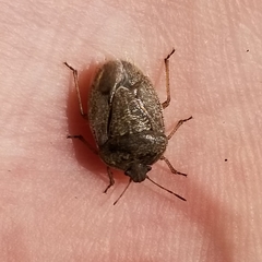 Hymenarcys nervosa