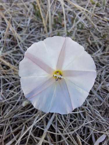field bindweed