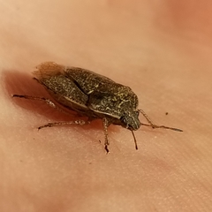 Hymenarcys nervosa