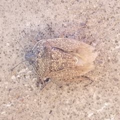 Hymenarcys nervosa