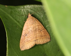 Bocula caradrinoides