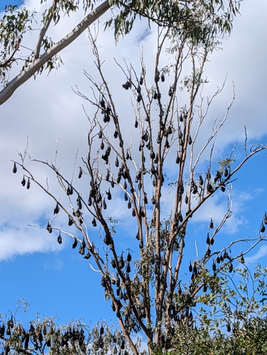 Black Flying-fox