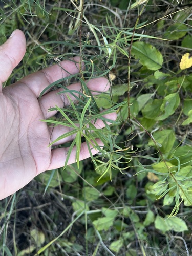slender leafy spurge