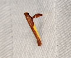 Caloptilia recitata