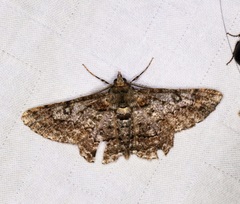 Cleora alienaria