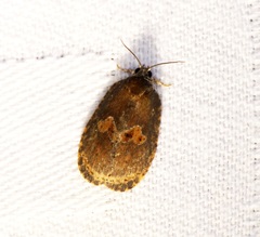 Cnesteboda celligera