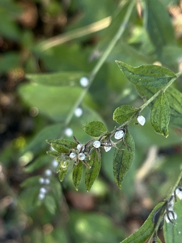 Common Gromwell