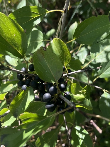 common buckthorn
