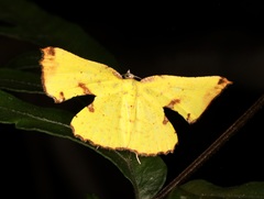 Corymica arnearia