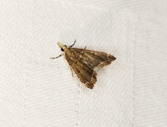 Diplopseustis perieresalis