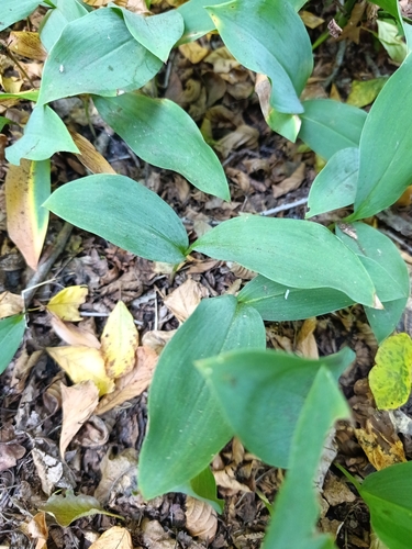 European lily of the valley