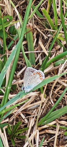 Common Blue