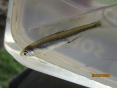 Notropis