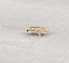 Epicephala lanceolaria