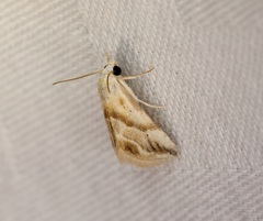 Eublemma roseana