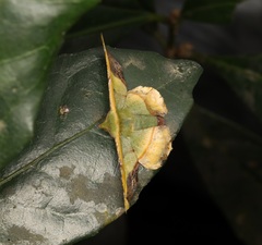 Fascellina plagiata