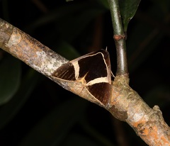Fodina contigua