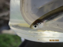 Notropis