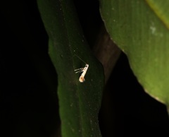 Gibbovalva singularis