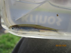 Notropis
