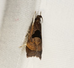 Helcystogramma hibisci