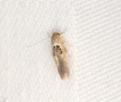 Hieromantis arcuata