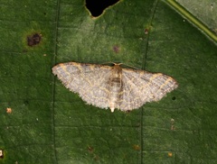 Idaea costiguttata