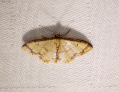 Idaea impexa