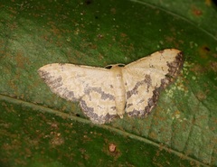 Idaea phaeocrossa