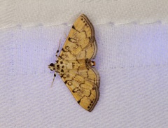 Lamprosema tampiusalis