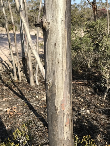 Eucalyptus astringens 3