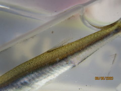 Notropis