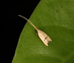Lecithocera erecta