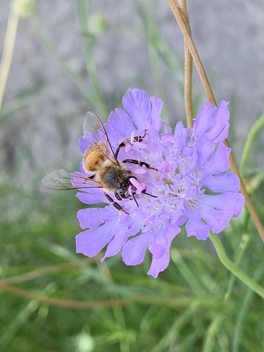 Bienen & Hummeln