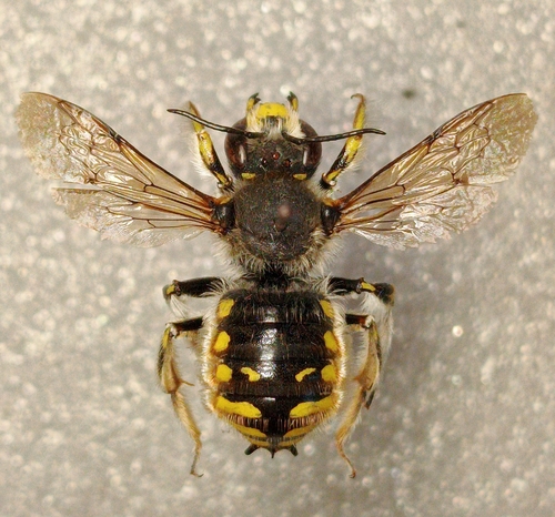 European Woolcarder Bee