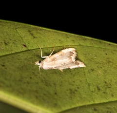 Nola marginata