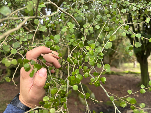 Melicytus micranthus, photograph 6