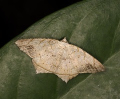 Oxymacaria temeraria