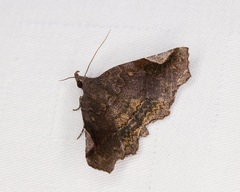 Pangrapta obscurata