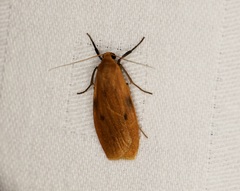 Paralithosia shaowuica