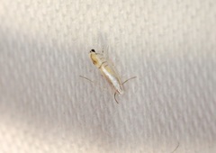 Phyllocnistis citrella