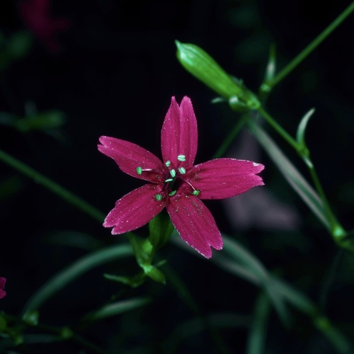 Silene subciliata, photograph 5
