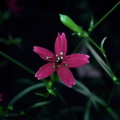 Silene subciliata, photograph (c) Michelle W. （鍾偉瑋）, some rights reserved (CC BY)