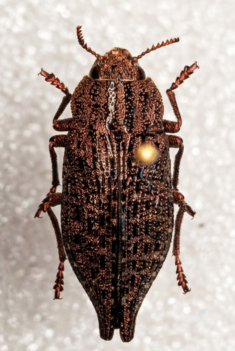 Dicerca aino