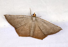 Plesiomorpha flaviceps