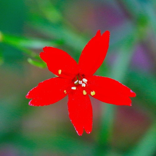 Silene subciliata, photograph 3