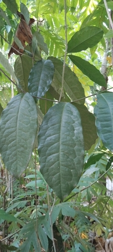 Gnetum gnemon observed 2026-08-12