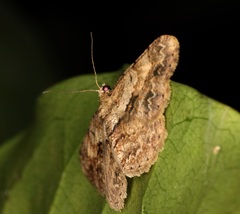 Psilalcis galsworthyi