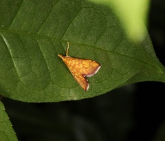 Pyrausta ignealis