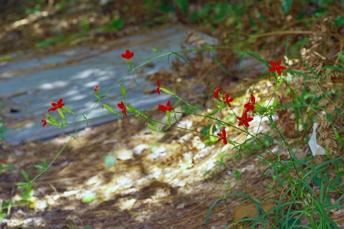 Silene subciliata, photograph 4